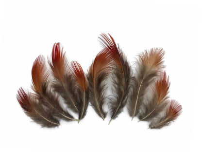 10 oz - Natural Pack Red Golden Accent Feathers for Wedding Bouquets & Boutonnieres