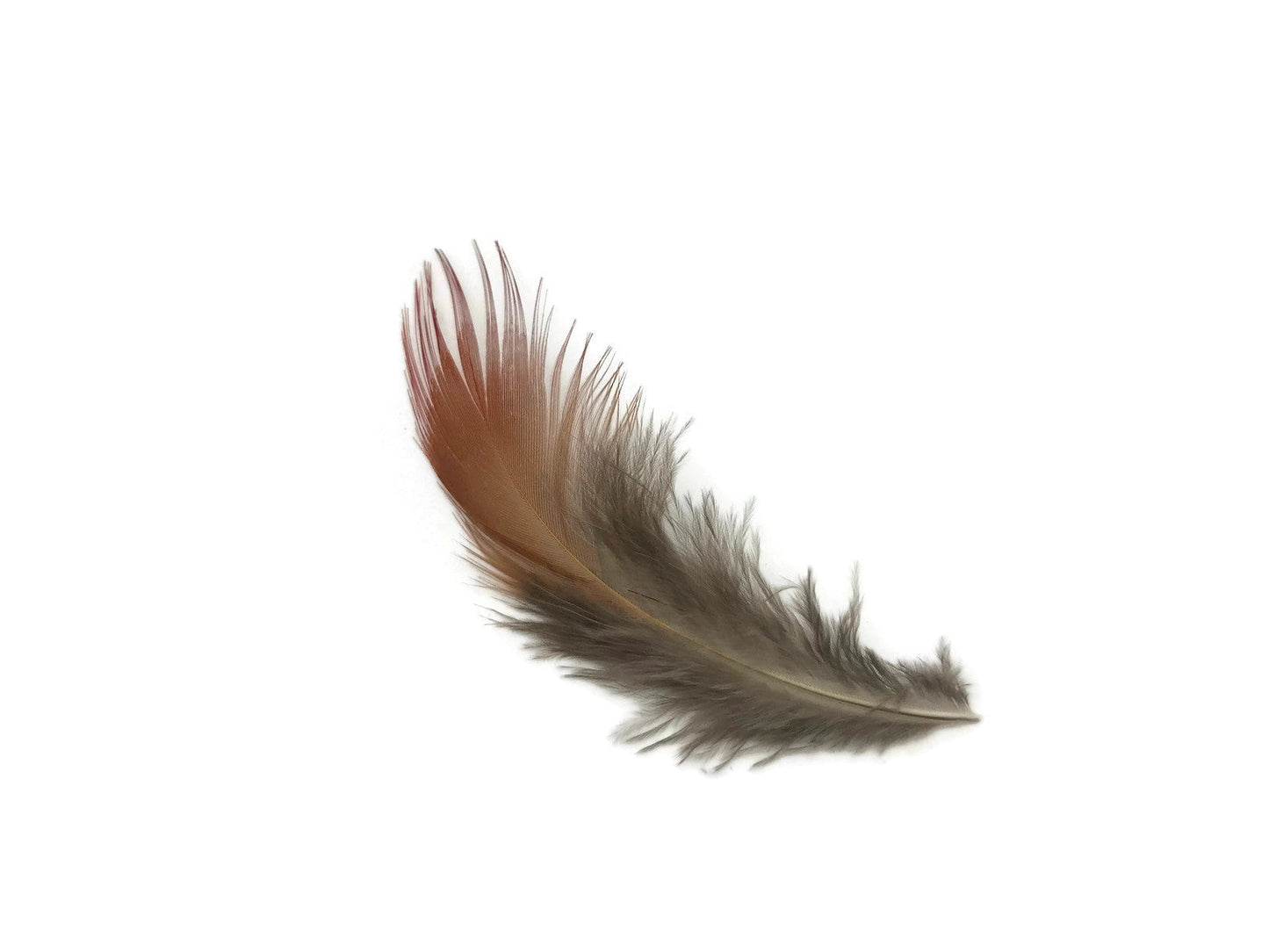10 oz - Natural Pack Red Golden Accent Feathers for Wedding Bouquets & Boutonnieres