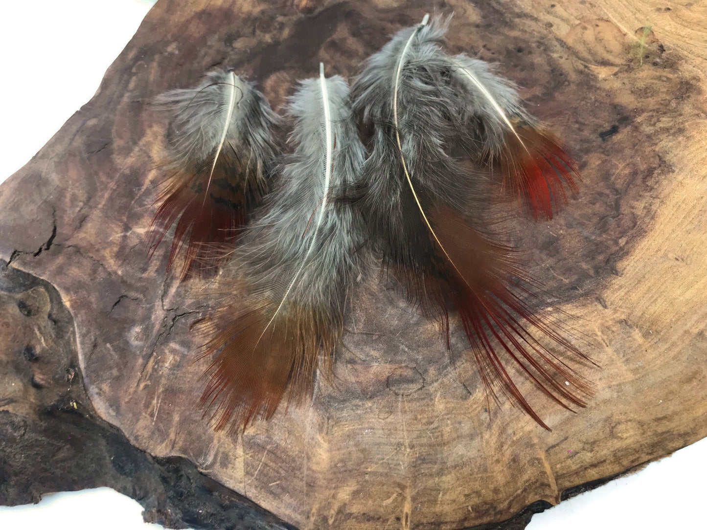 10 oz - Natural Pack Red Golden Accent Feathers for Wedding Bouquets & Boutonnieres