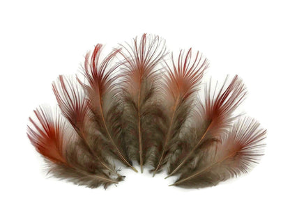 10 oz - Natural Pack Red Golden Accent Feathers for Wedding Bouquets & Boutonnieres
