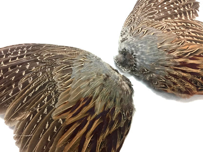 Natural Pair Ringneck Pheasant Accent Feathers for Wedding Centerpieces