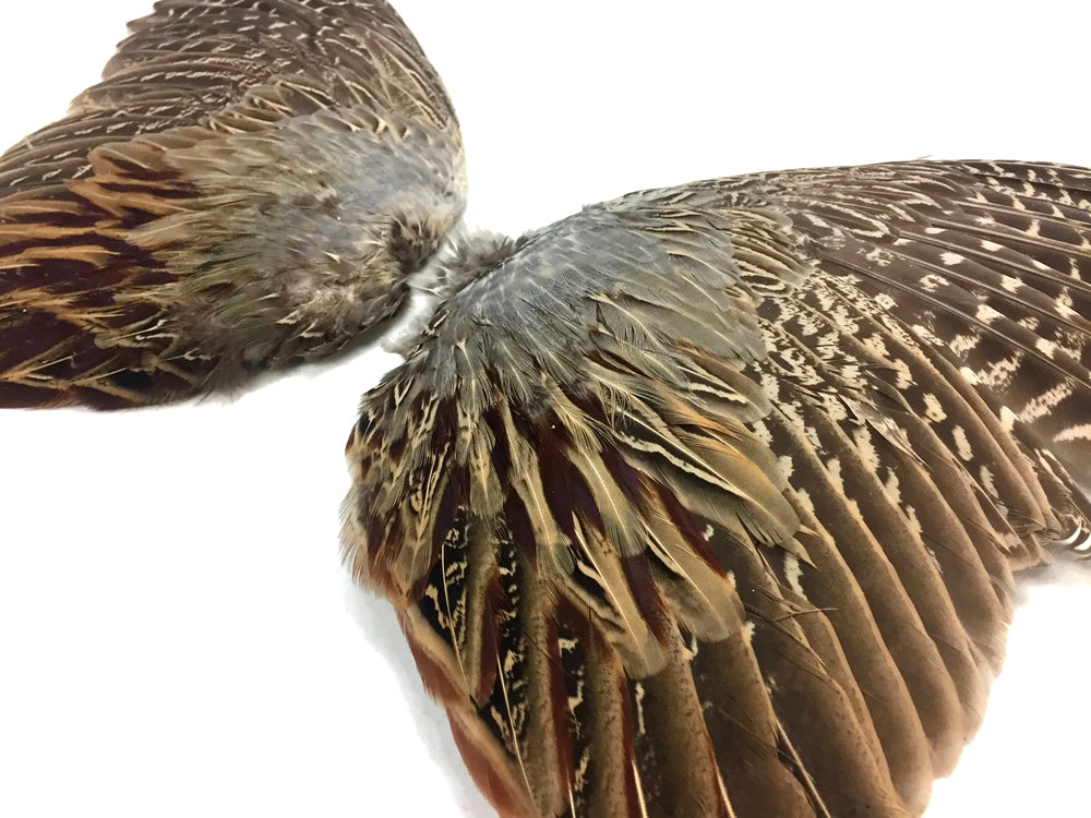 Natural Pair Ringneck Pheasant Accent Feathers for Wedding Centerpieces