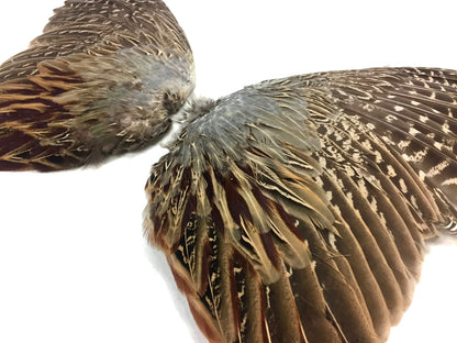 Natural Pair Ringneck Pheasant Accent Feathers for Wedding Centerpieces