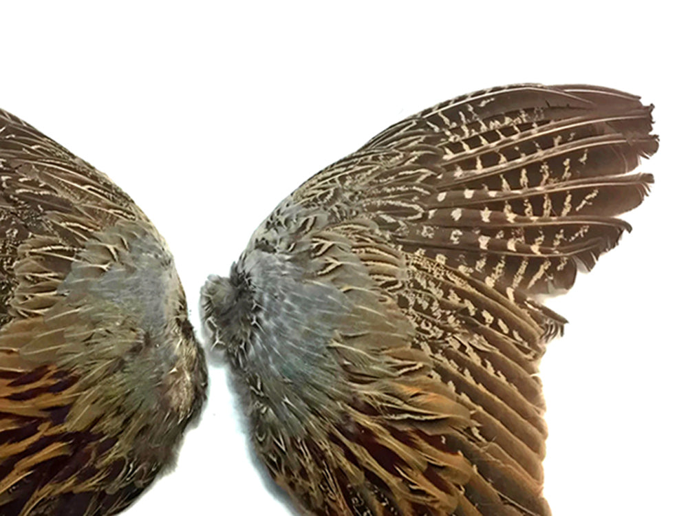 Natural Pair Ringneck Pheasant Accent Feathers for Wedding Centerpieces