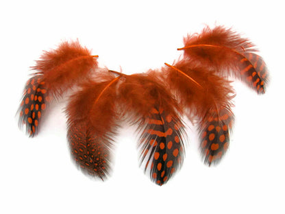 10 oz - Orange Pack Hen Polka Accent Feathers for Wedding Centerpieces