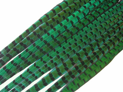 50 pieces - 18-22" Natural Green Dyed Over Peacock Feathers for Wedding Backdrops & Arches