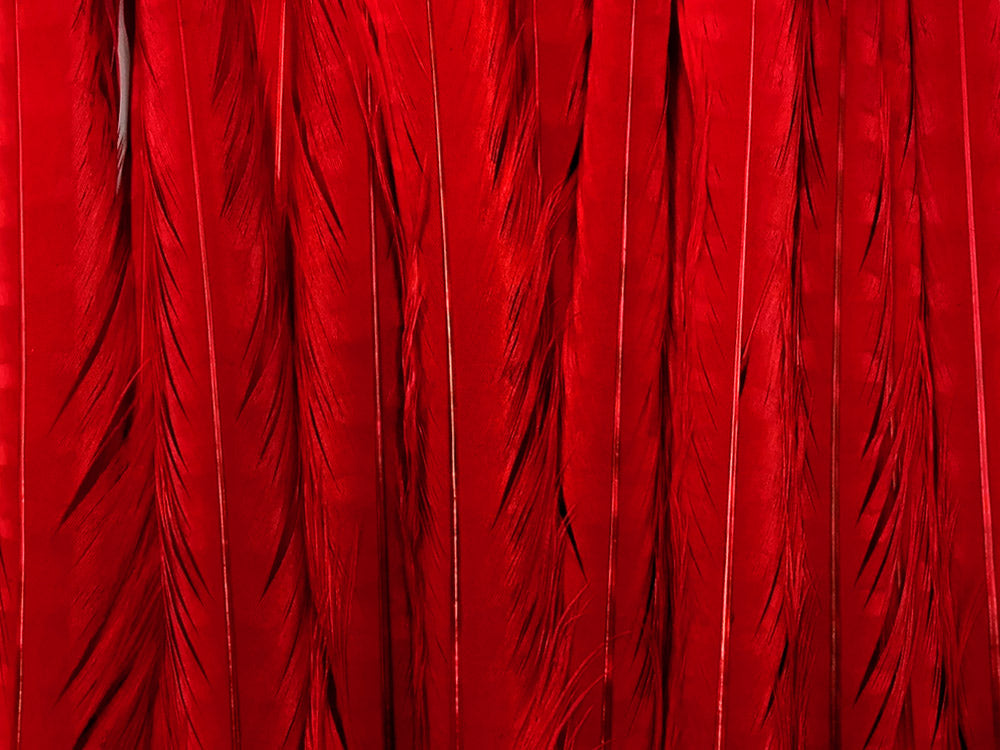 50 pieces - 18-22" Red Bleached Dyed Ringneck Accent Feathers for Wedding Backdrops & Arches