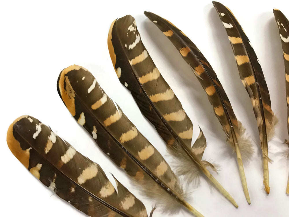 5 pieces - 6-8" Natural Reeves Venery Wing Accent Feathers for Wedding Centerpieces