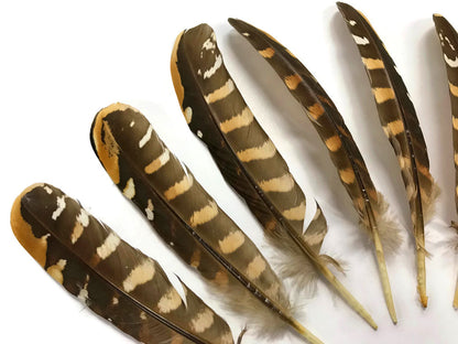 5 pieces - 6-8" Natural Reeves Venery Wing Accent Feathers for Wedding Centerpieces