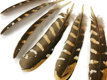 5 pieces - 6-8" Natural Reeves Venery Wing Accent Feathers for Wedding Centerpieces
