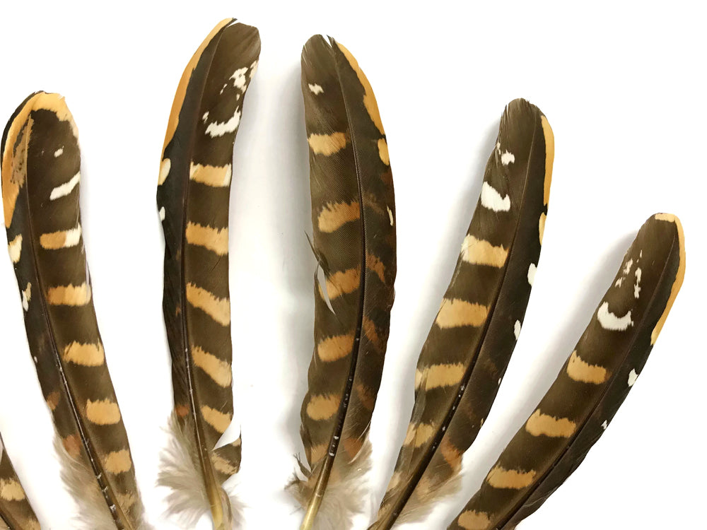 5 pieces - 6-8" Natural Reeves Venery Wing Accent Feathers for Wedding Centerpieces