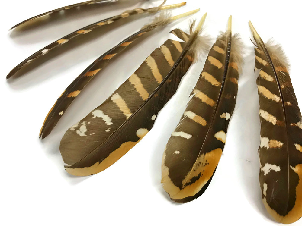 5 pieces - 6-8" Natural Reeves Venery Wing Accent Feathers for Wedding Centerpieces