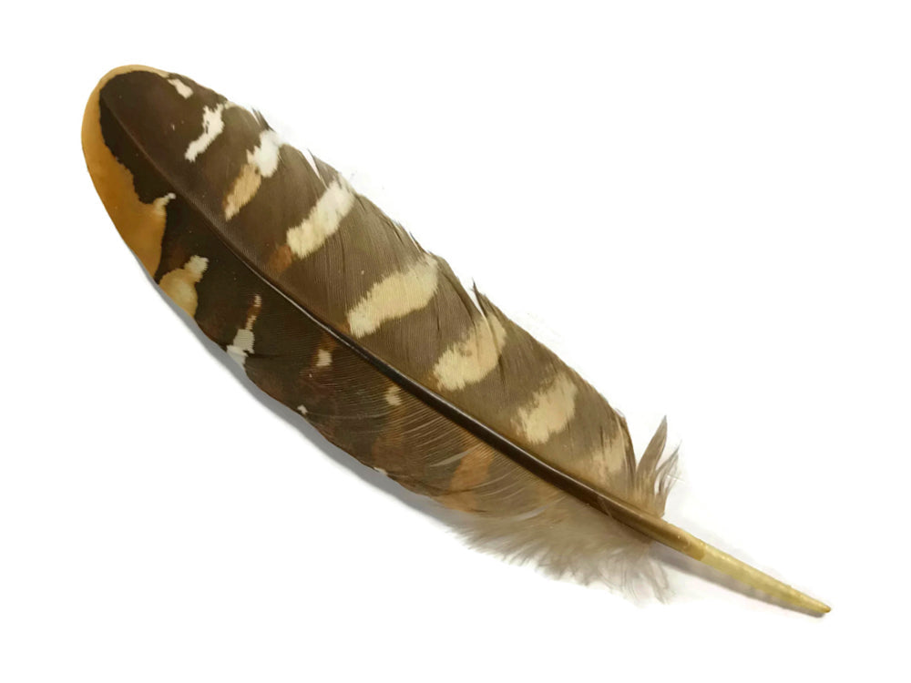 5 pieces - 6-8" Natural Reeves Venery Wing Accent Feathers for Wedding Centerpieces