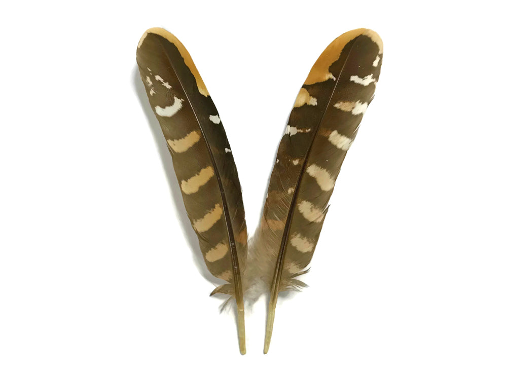 5 pieces - 6-8" Natural Reeves Venery Wing Accent Feathers for Wedding Centerpieces