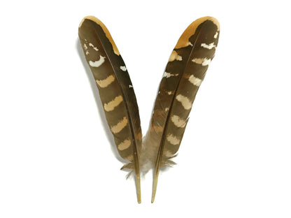 5 pieces - 6-8" Natural Reeves Venery Wing Accent Feathers for Wedding Centerpieces