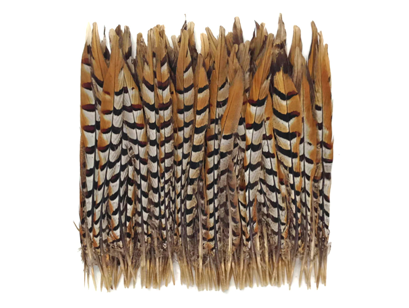 50 pieces - 16-18" Natural Reeves Venery Tail Accent Feathers for Wedding Backdrops & Arches