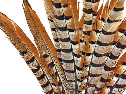 50 pieces - 14-16" Natural Reeves Venery Tail Accent Feathers for Wedding Backdrops & Arches