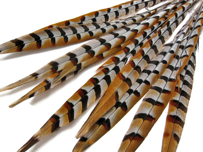 50 pieces - 16-18" Natural Reeves Venery Tail Accent Feathers for Wedding Backdrops & Arches