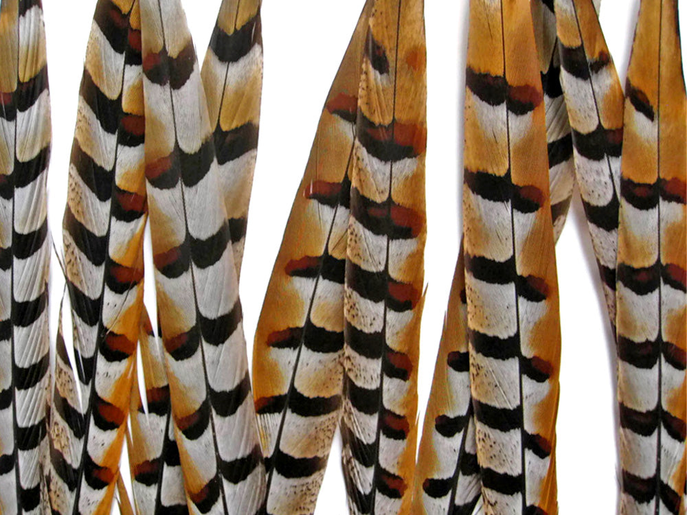 10 pieces - 10-12" Natural Reeves Venery Tail Accent Feathers for Wedding Centerpieces