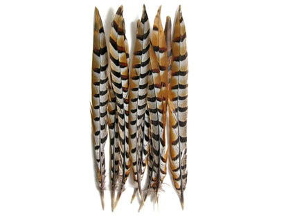 50 pieces - 16-18" Natural Reeves Venery Tail Accent Feathers for Wedding Backdrops & Arches