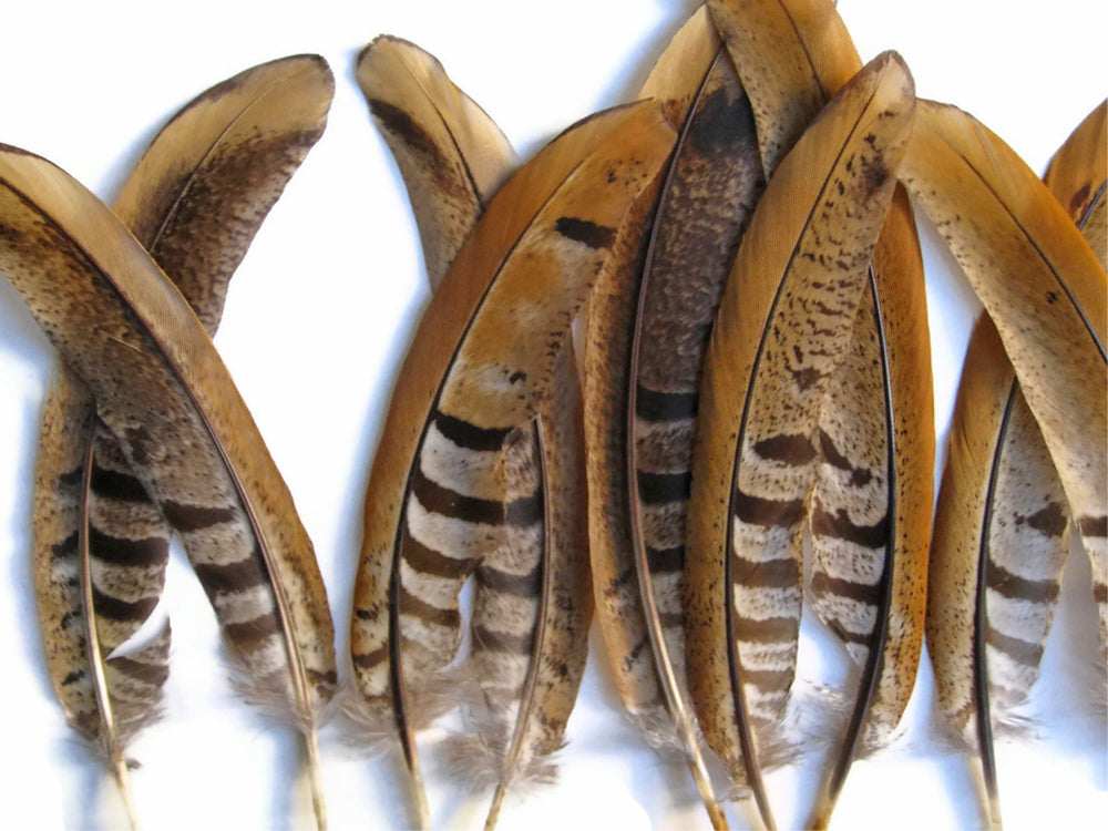 10 pieces - 8-10" Natural Reeves Venery Tail Accent Feathers for Wedding Centerpieces