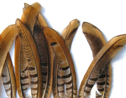 10 pieces - 6-8" Natural Reeves Venery Tail Accent Feathers for Wedding Centerpieces