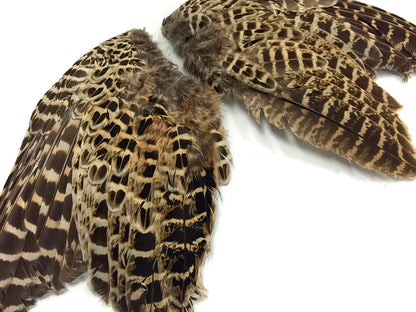 Natural Pair Ringneck Hen Accent Feathers for Wedding Centerpieces
