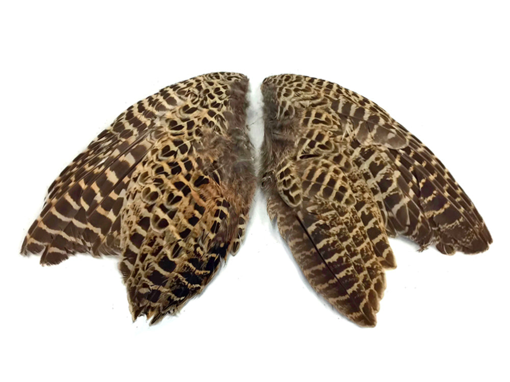 Natural Pair Ringneck Hen Accent Feathers for Wedding Centerpieces