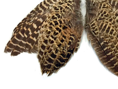 Natural Pair Ringneck Hen Accent Feathers for Wedding Centerpieces