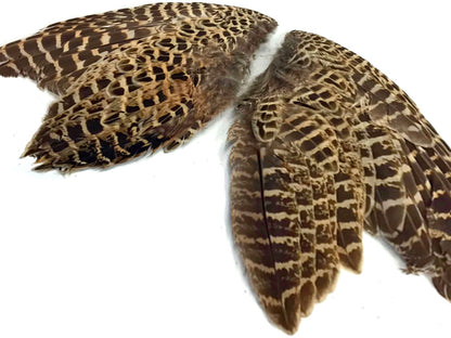 Natural Pair Ringneck Hen Accent Feathers for Wedding Centerpieces