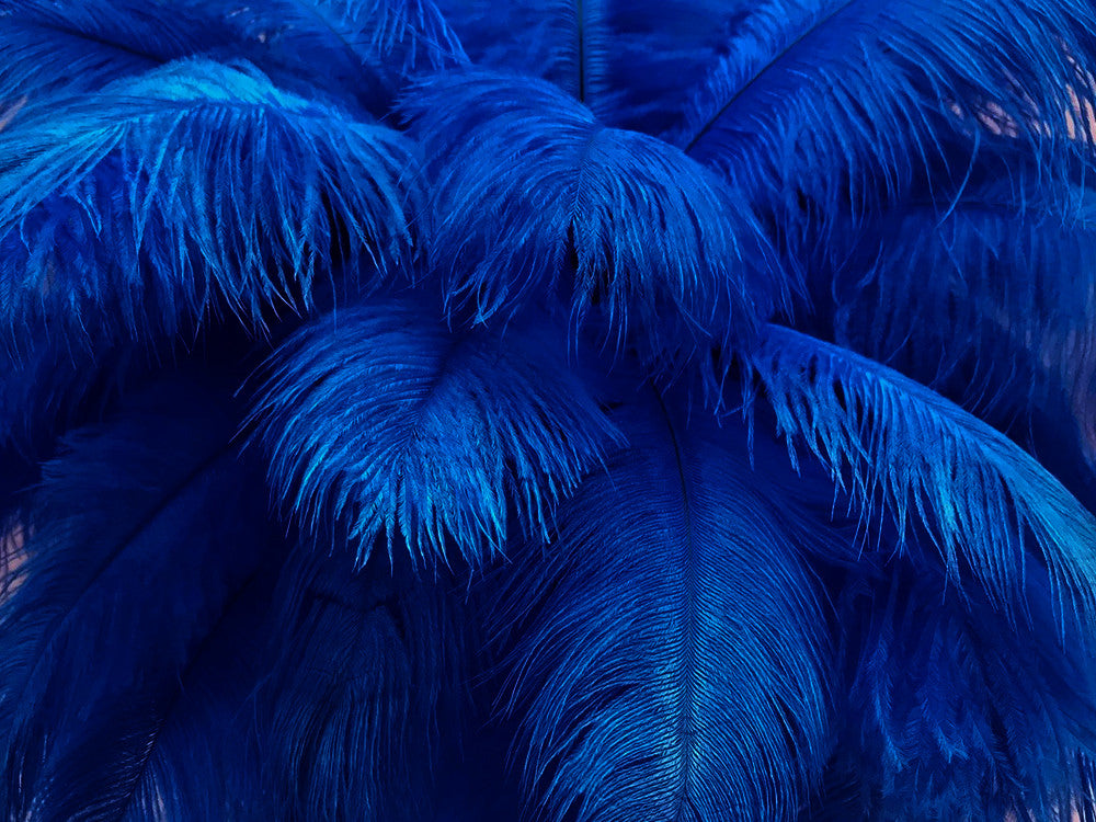 1/2 Lb. - 9-13" Royal Blue Dyed Ostrich Body Drab Wholesale Feathers (Bulk)