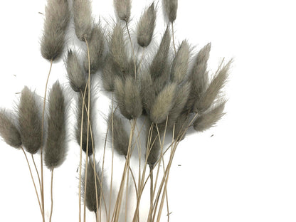 30 Pieces - 12-15" Silver Gray Bunny Tail Preserved Dried Botanical Grass Bouquet