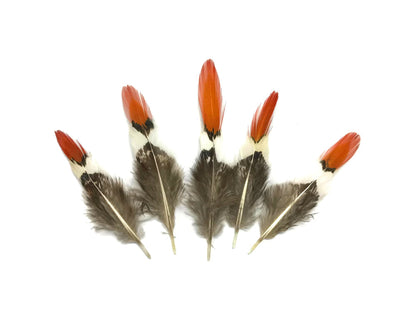 5 pieces - 2-4" Natural Mini Orange Tips Accent Feathers for Wedding Favors & Decor