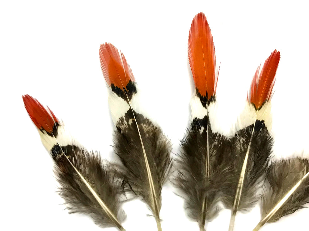 5 pieces - 2-4" Natural Mini Orange Tips Accent Feathers for Wedding Favors & Decor