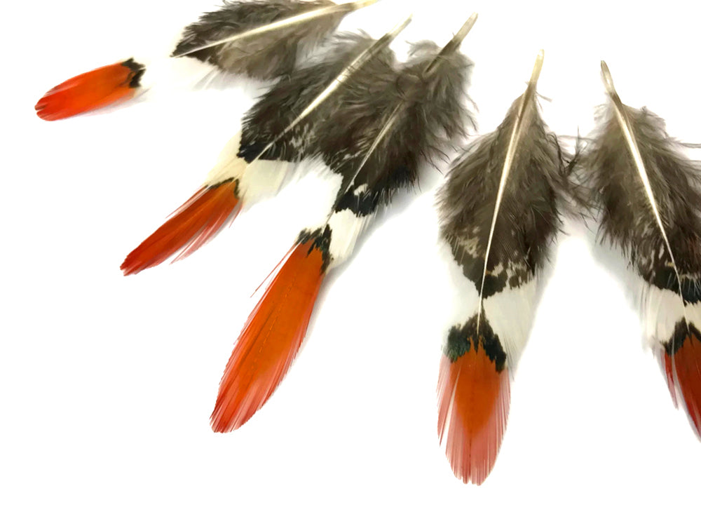 5 pieces - 2-4" Natural Mini Orange Tips Accent Feathers for Wedding Favors & Decor