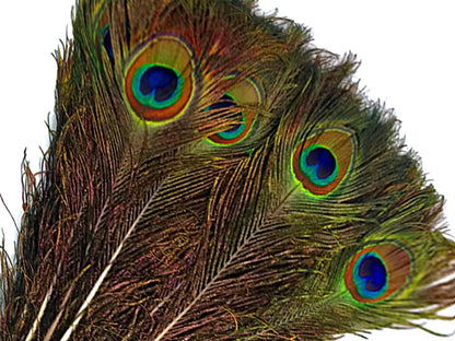 50 pieces - 30-35" Natural Iridescent Tail Eye Peacock Feathers for Wedding Backdrops & Arches