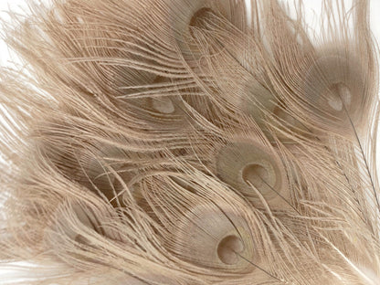 5 Pieces - Tan Mini Bleached Peacock Tail Eye Feathers 3-6" Long