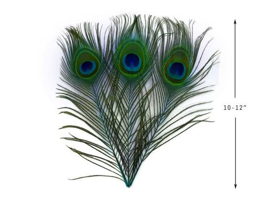 10 Pieces - 10-12" Turquoise Blue Dyed Over Natural Peacock Tail Eye Feathers