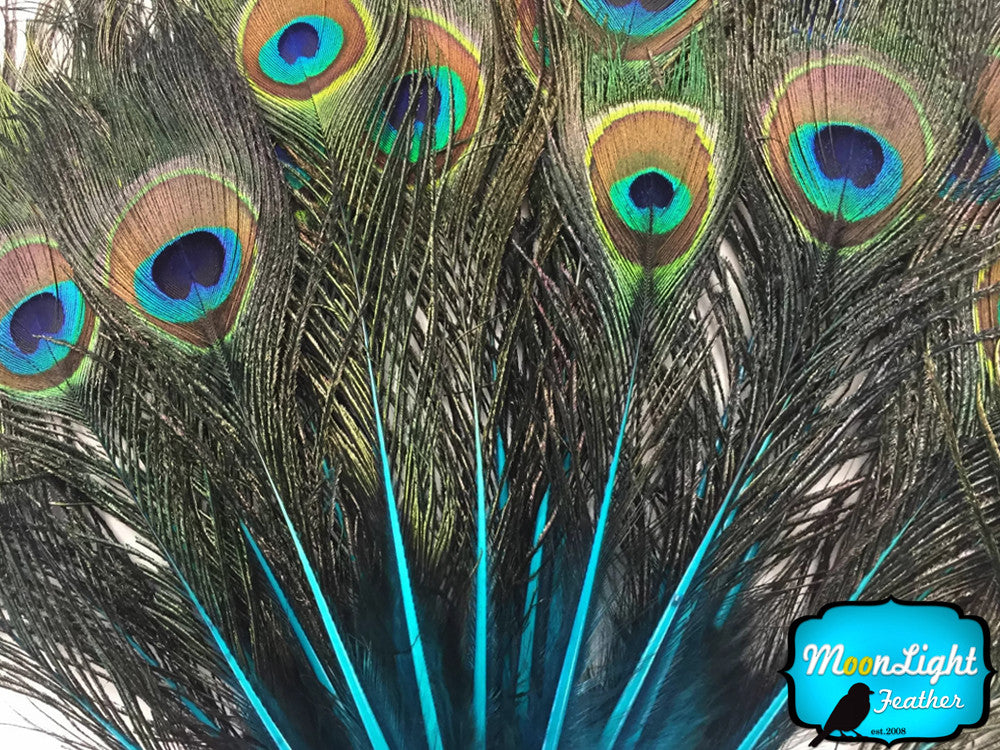 50 Pieces - Turquoise Blue Mini Natural Peacock Tail Body Feathers With Eyes Ama