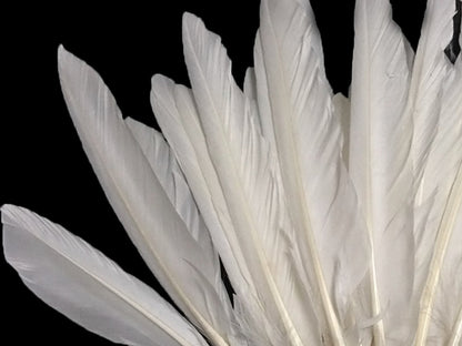 A quarter pound - White Pointer Primary Wing Accent Feathers for Wedding Backdrops & Arches