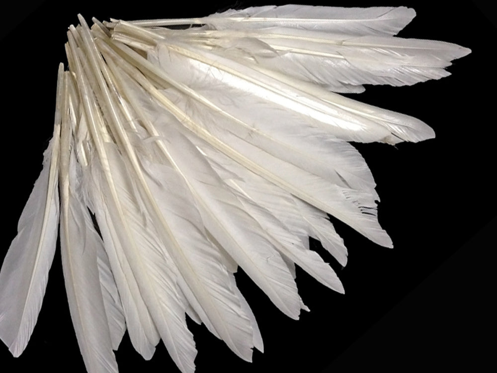 A quarter pound - White Pointer Primary Wing Accent Feathers for Wedding Backdrops & Arches