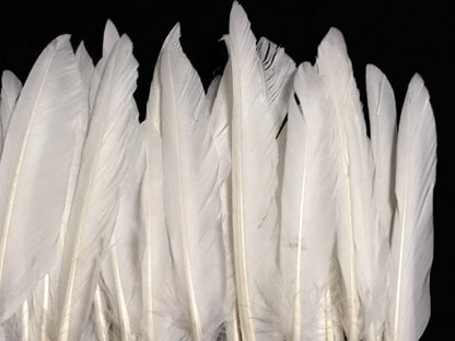 A quarter pound - White Pointer Primary Wing Accent Feathers for Wedding Backdrops & Arches