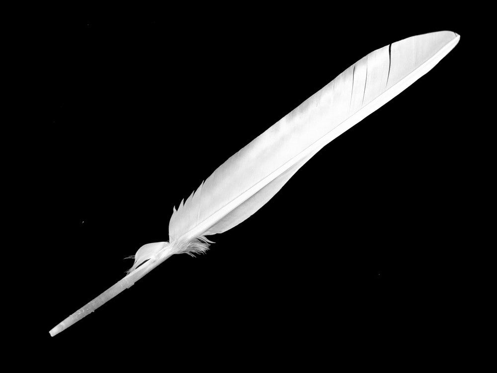 1/4 Lb - White Turkey Pointers Primary Wing Quill Large Wholesale Feathers (Bulk) Amazon