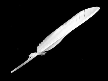 1/4 Lb - White Turkey Pointers Primary Wing Quill Large Wholesale Feathers (Bulk) Amazon