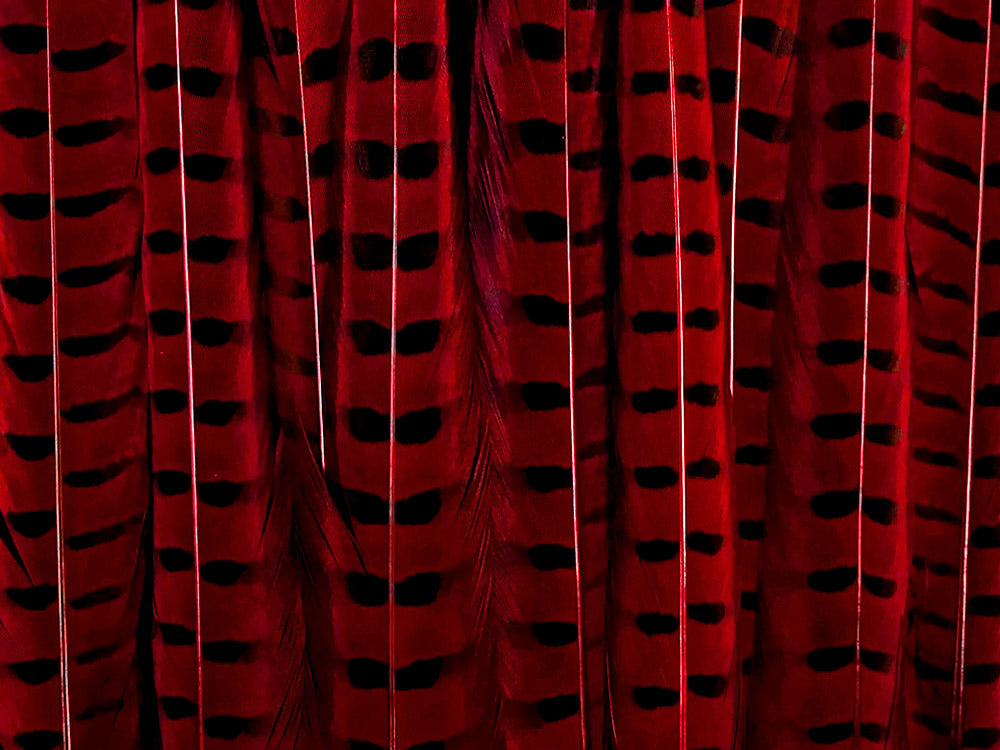 10 pieces - 18-22" Natural Red Wine Dyed Accent Feathers for Wedding Centerpieces