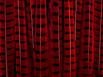 10 pieces - 18-22" Natural Red Wine Dyed Accent Feathers for Wedding Centerpieces