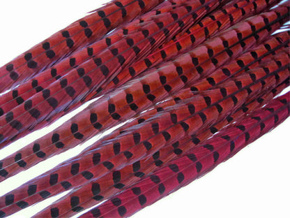 50 pieces - 18-22" Natural Red Wine Dyed Accent Feathers for Wedding Backdrops & Arches