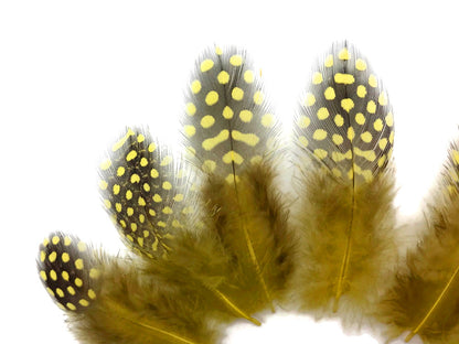 A quarter pound - Yellow Hen Plumage Polka Accent Feathers for Wedding Backdrops & Arches