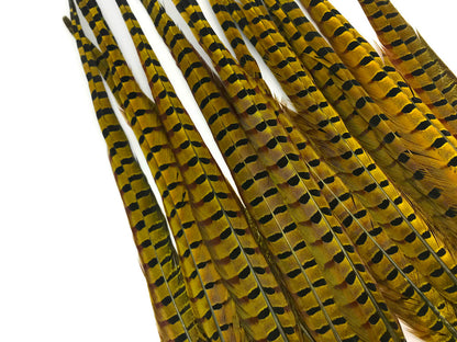 50 pieces - 18-22" Natural Yellow Dyed Over Accent Feathers for Wedding Backdrops & Arches