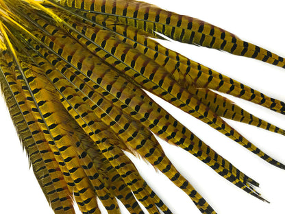 50 pieces - 18-22" Natural Yellow Dyed Over Accent Feathers for Wedding Backdrops & Arches